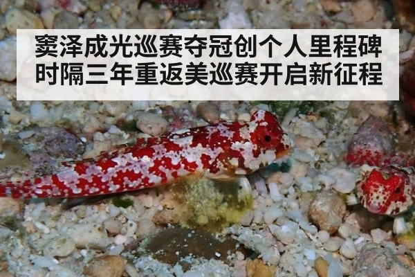 窦泽成光巡赛夺冠创个人里程碑时隔三年重返美巡赛开启新征程